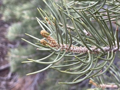 Pinus monophylla, photographed by Bobby McCabe
