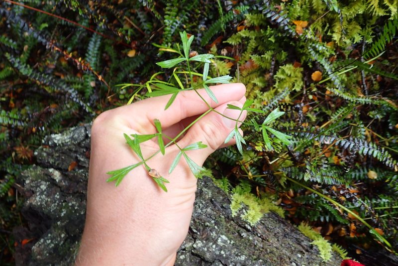 Anisotome filifolia, photographed by Oscar Dove