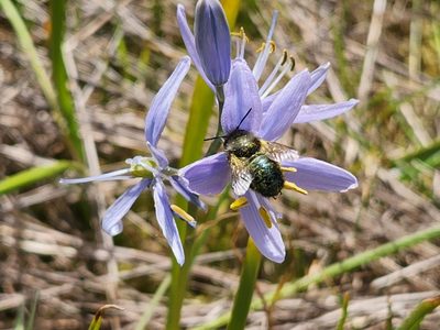 Camassia quamash, photographed by Casey H. Richart