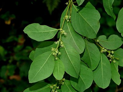 Flueggea virosa, photographed by Jacy Chen