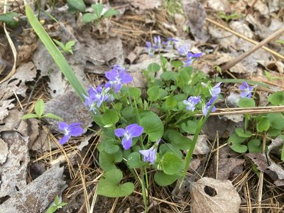 Viola labradorica, photographed by Derek