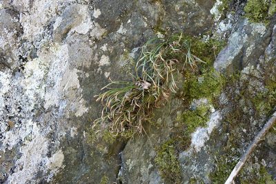 Asplenium septentrionale, photographed by Oleg Kosterin