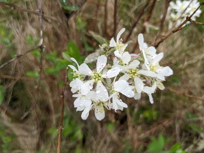 Amelanchier arborea, photographed by Zac Peterson