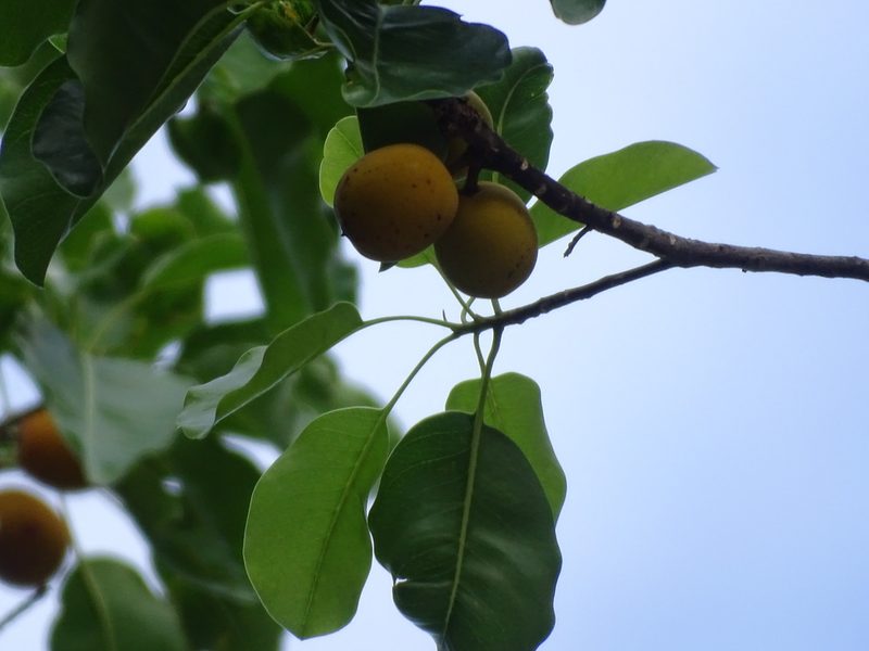 Sideroxylon foetidissimum, photographed by Alexis López Hernández