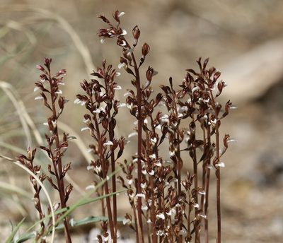 Corallorhiza wisteriana, photographed by er-birds