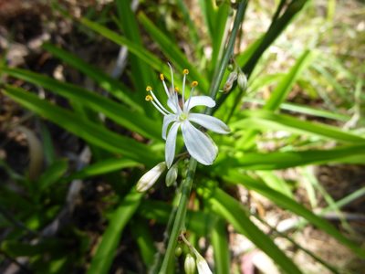 Chlorophytum comosum, photographed by Kiri Bee