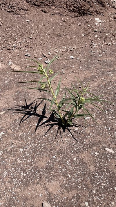 Asclepias labriformis, photographed by Brad Grimm