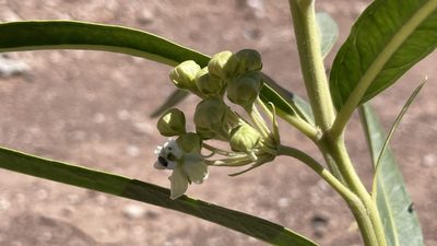 Asclepias labriformis, photographed by Brad Grimm