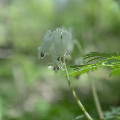 Dicentra canadensis, photographed by kimvano