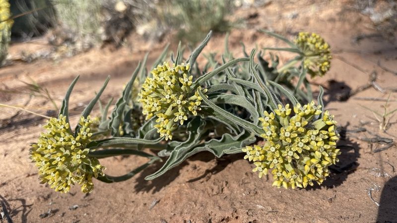 Asclepias involucrata, photographed by Brad Grimm