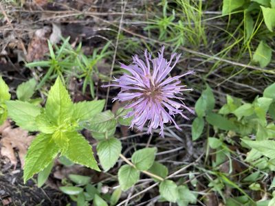 Monarda bradburyana, photographed by Kurt Odendahl
