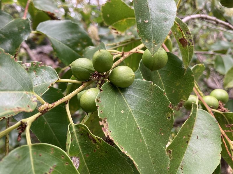 Prunus ilicifolia, photographed by Daniel Williford