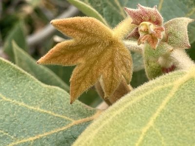 Platanus racemosa, photographed by Daniel Williford