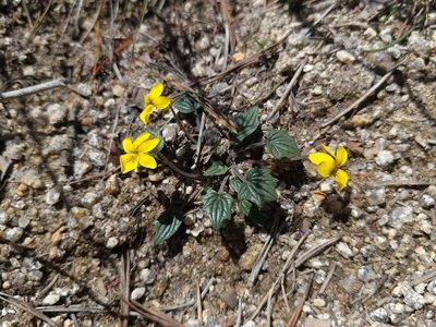 Viola purpurea, photographed by Daniel S.