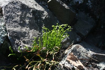 Asplenium septentrionale, photographed by Oleg Kosterin