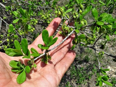 Diospyros texana, photographed by Annika Lindqvist