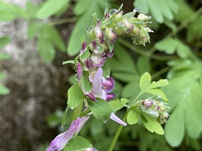 Corydalis scouleri, photographed by rappman