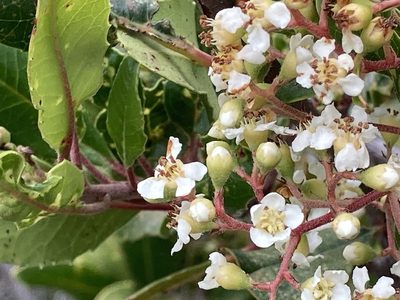 Photinia arbutifolia, photographed by Daniel Williford