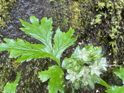 Hydrophyllum tenuipes, photographed by rappman