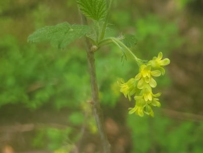 Ribes americanum, photographed by Renato Robert