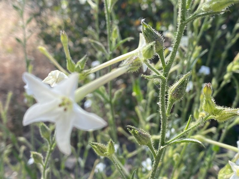 Nicotiana quadrivalvis, photographed by Rachel Whitt