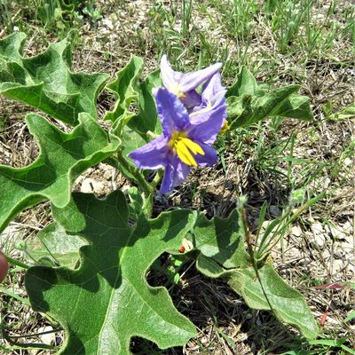 Solanum dimidiatum, photographed by Annika Lindqvist