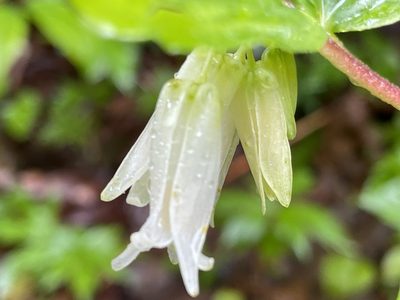 Prosartes smithii, photographed by rappman