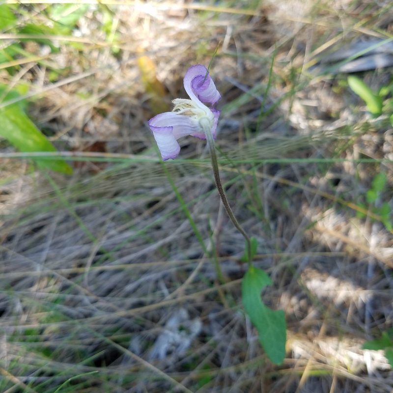 Clematis baldwinii, photographed by Leila Dasher