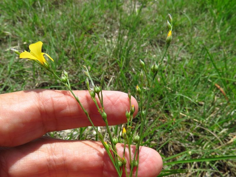Linum rupestre, photographed by Annika Lindqvist