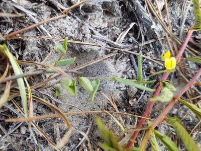 Crotalaria rotundifolia, photographed by Leila Dasher