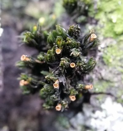 Orthotrichum stellatum, photographed by Zihao Wang