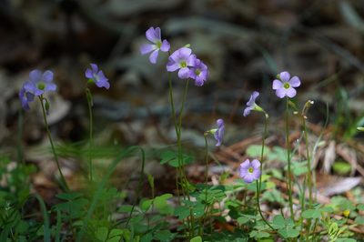 Oxalis violacea, photographed by stephen
