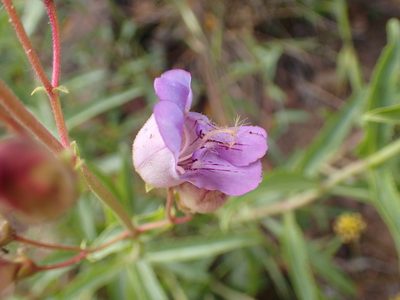 Penstemon grinnellii, photographed by George Williams