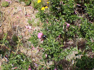Pickeringia montana, photographed by George Williams