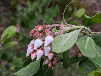 Arctostaphylos columbiana, photographed by David Anderson