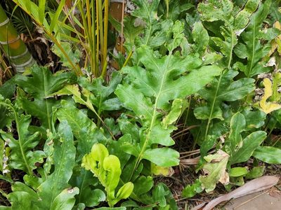 Microsorum grossum, photographed by Tyler Bishop