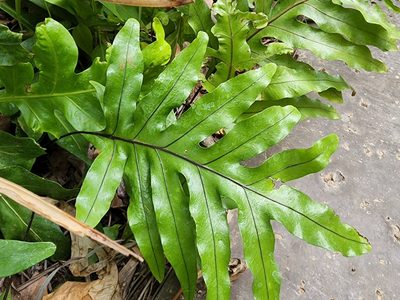 Microsorum grossum, photographed by Tyler Bishop