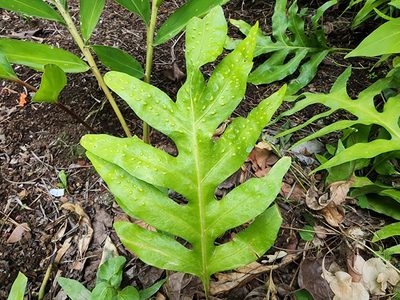 Microsorum grossum, photographed by Tyler Bishop