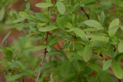 Gaylussacia frondosa, photographed by Bonnie Semmling