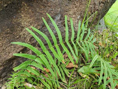 Pteris vittata, photographed by Tyler Bishop