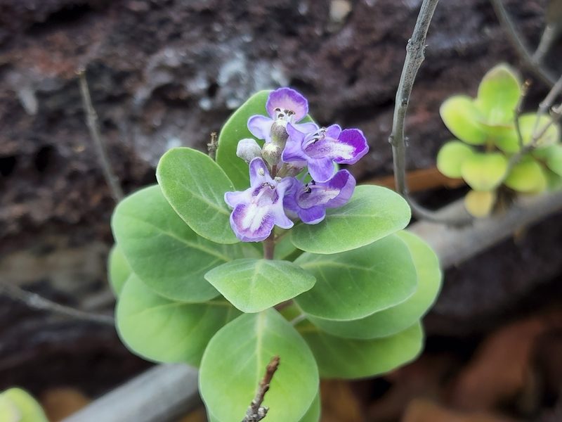 Vitex rotundifolia, photographed by Tyler Bishop