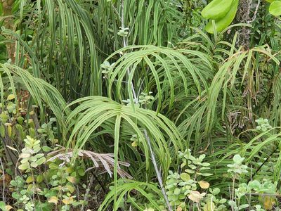 Pteris vittata, photographed by Tyler Bishop