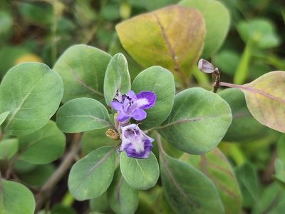 Vitex rotundifolia, photographed by Tyler Bishop