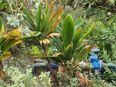 Cordyline fruticosa, photographed by Tyler Bishop