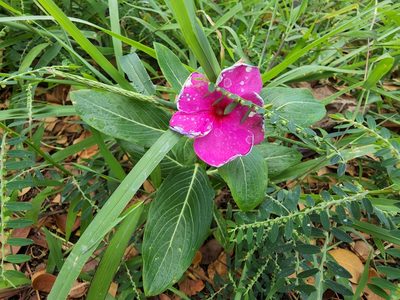 Catharanthus roseus, photographed by Tyler Bishop