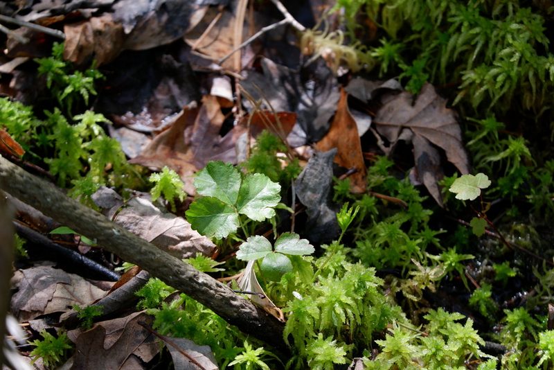 Rubus hispidus, photographed by Bonnie Semmling
