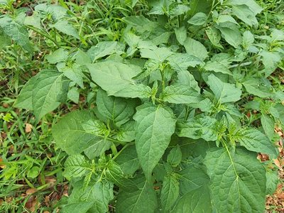 Solanum americanum, photographed by Tyler Bishop