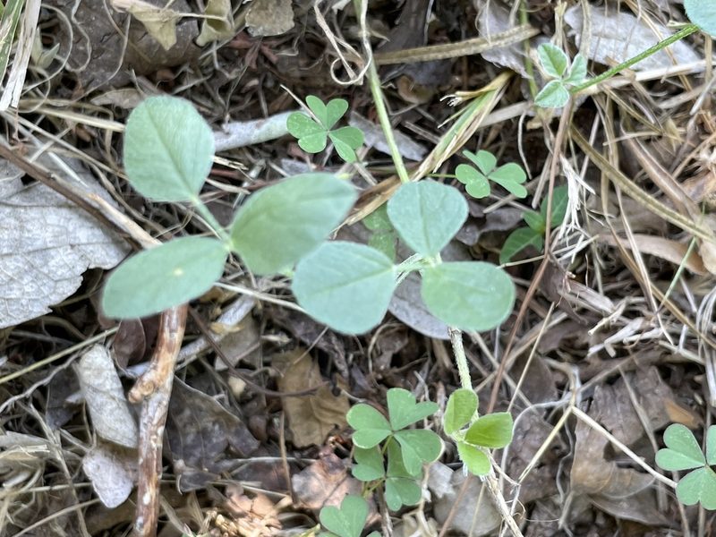 Pediomelum rhombifolium, photographed by Chet Burrier