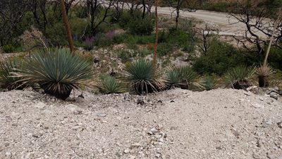 Hesperoyucca whipplei, photographed by velodrome