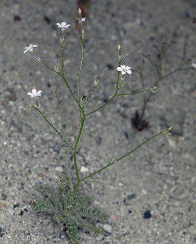 Aliciella hutchinsifolia, photographed by Steve Matson